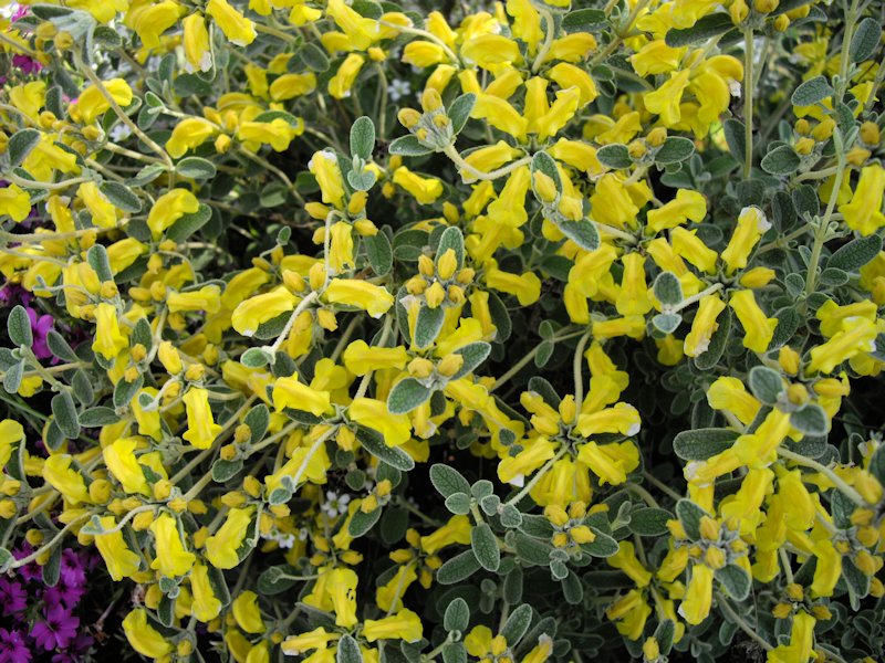Phlomis lanata photo
